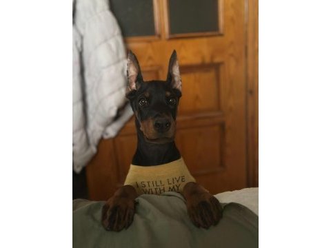 Üst kalite doberman bebekler