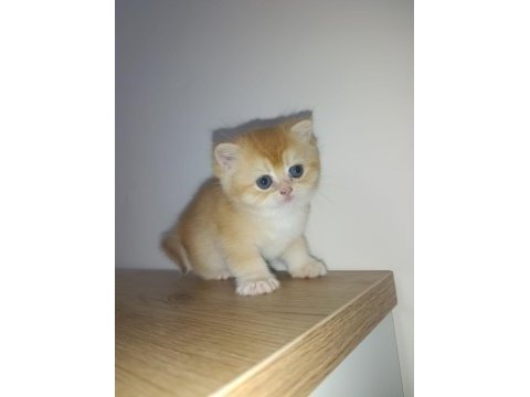 Golden british shorthair bebeklerimiz