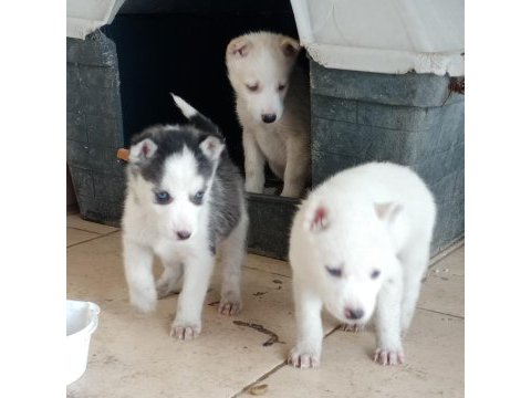 Ankara çankayadan safkan husky sibirya kurt yavruları