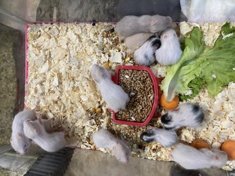 Hamster yavruları