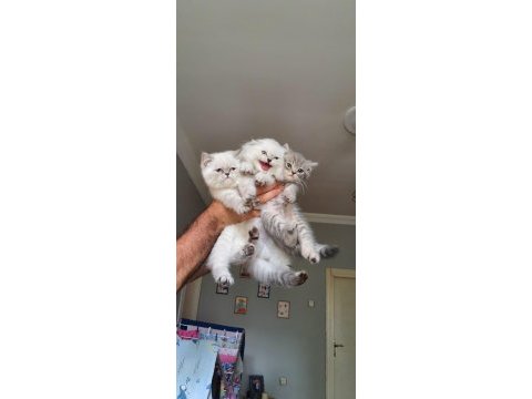 Scottish fold