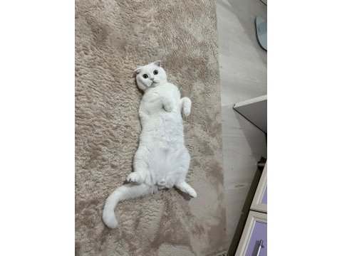 Kısırlaştırılmış erkek scottish fold