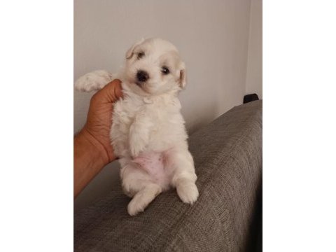 Maltese terrier yavrular ırk sağlık garantili