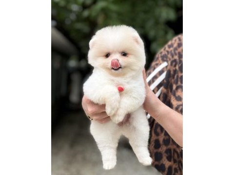 Dişi pomeranian boo