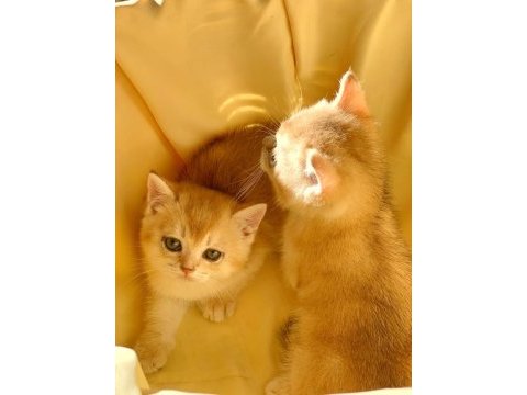 British shorthair golden ny 12 yavrular