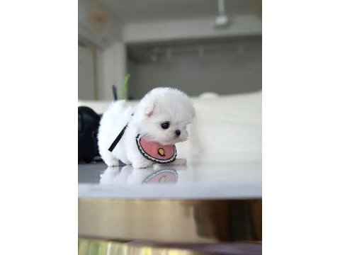 Kore maltese köpeklerimiz gelmiştir