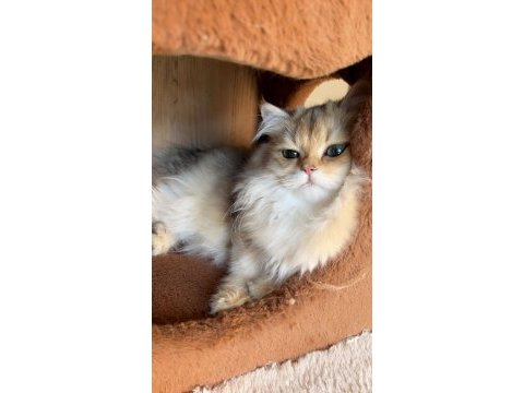 British longhair kediler
