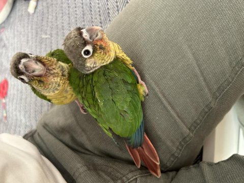 El besleme bebek konur papağanlar