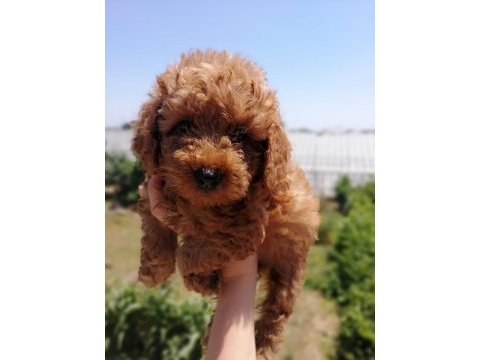 Ankranın en seçkin toy poodle yavruları ziyarete açık