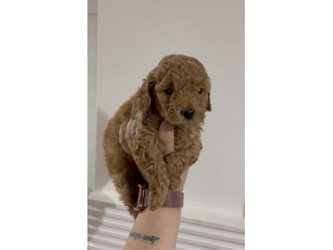 Erkek toy poodle yavru