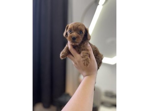 Güzeller güzelim poodle lucy