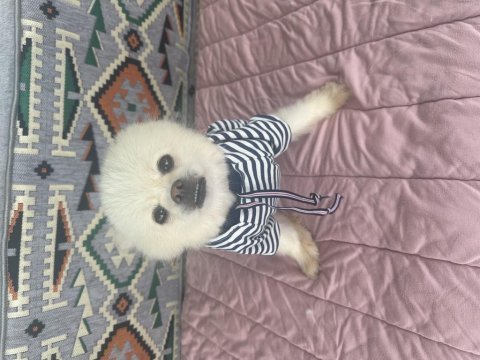 Dişi pomeranian 2 yaşında