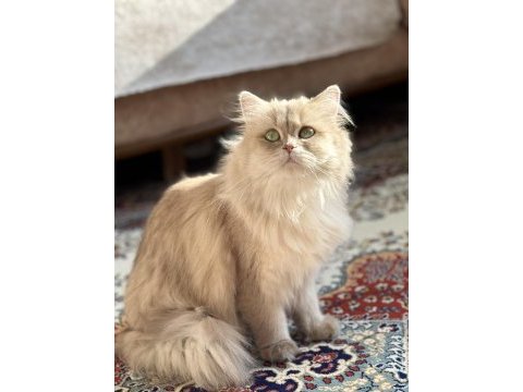 Yetişkin dişi cy11 british longhair