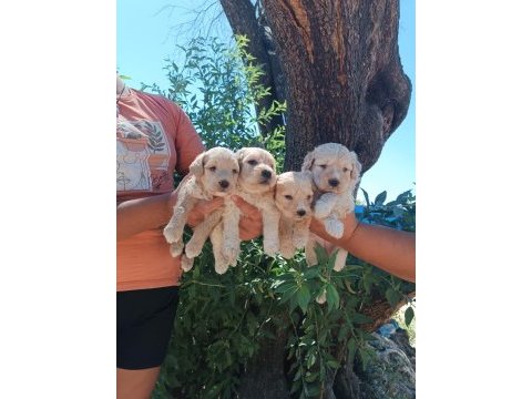 Maltipoo bebek köpekler