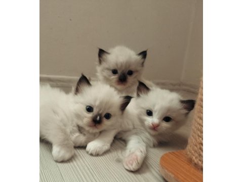 Şecereli anneden ve babadan ragdoll