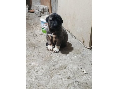 Karakırçıl yavru köpekler