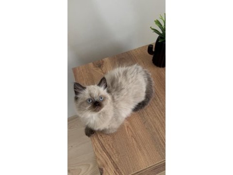 British shorthair yavrumuz