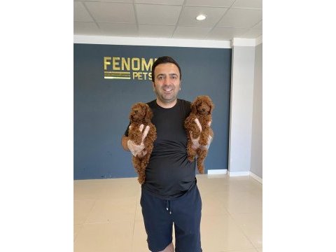 Toy poodle kediler ankara içi kapınıza teslim edilir