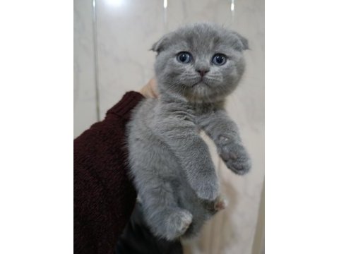 En güzel scottish fold yavrular biziz