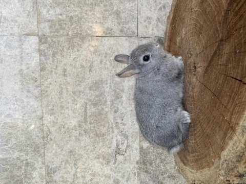 Cüce tavşan burdur