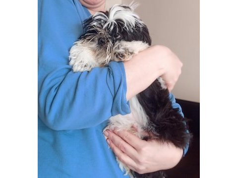 A kalite şecereli shih tzu yavruları