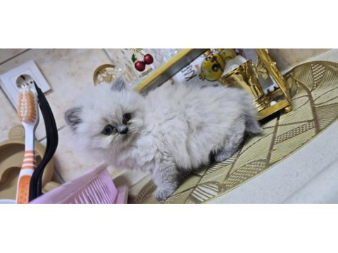 Safkan mavi göz british longhair