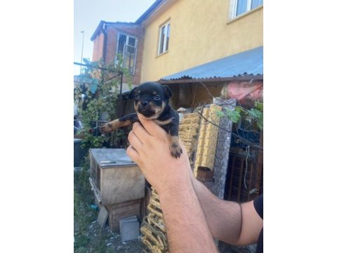 Teslime pinscher yavrular
