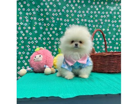 Pomeranian yavrular