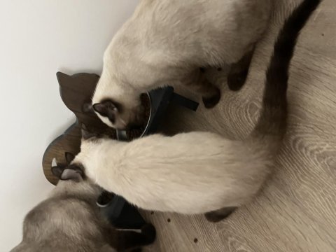 3 aylık siyam kedisi yavrular