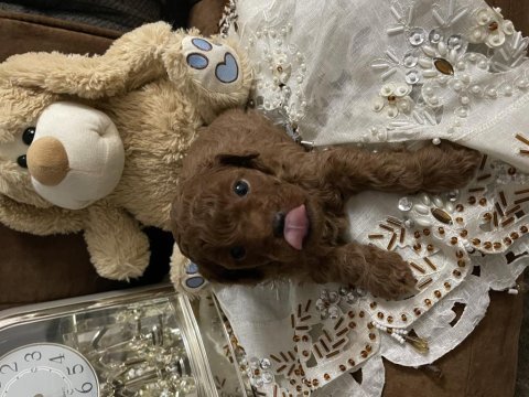 Dark red brown poodle yavrular