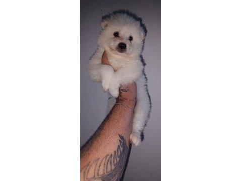 Samoyed yavrularımız ırk garantilidir