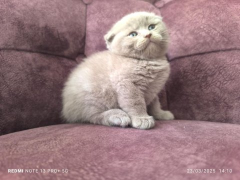 40 günlük scottish fold yaş mama ve tuvalet eğitimli
