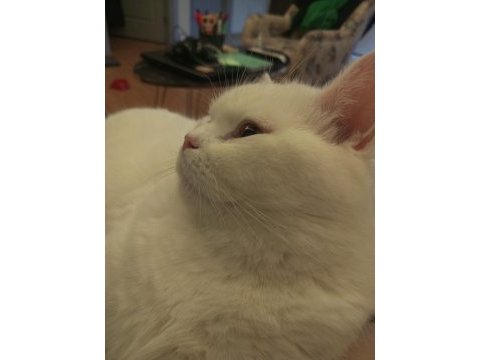 British longhair 3 yaşında