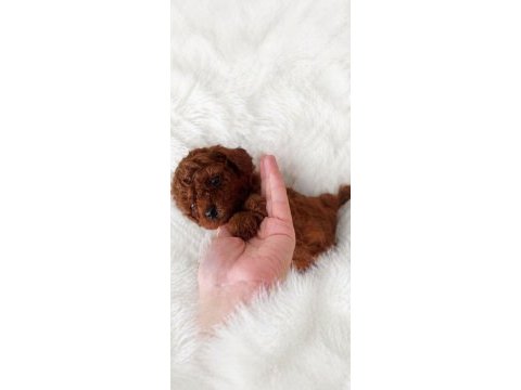 En küçük boy poodle erkek prensler