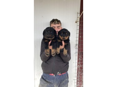 Üst kalite rottweiler yavruları