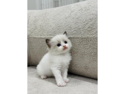 Ragdoll yavru kediler