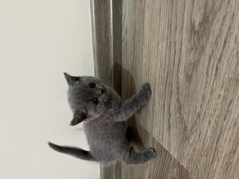 British short hair yavrumuz yuva arıyor