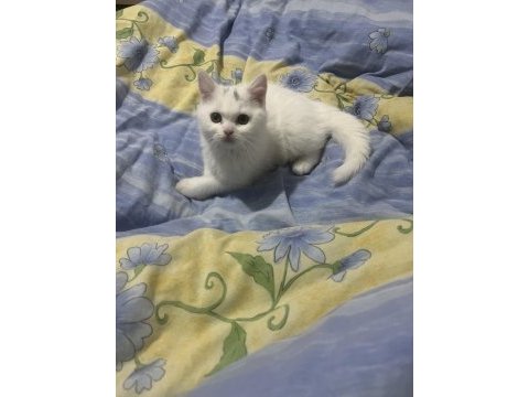 2.5 aylık erkek uygun british shorthair