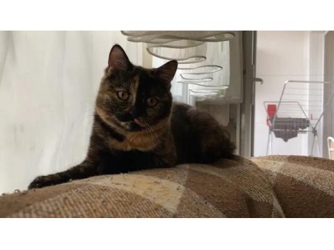 Sevecen british kızımız lucy