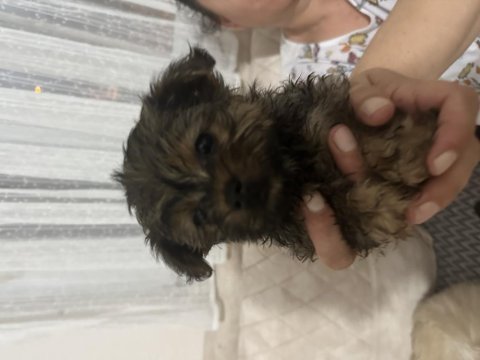 45 günlük acil morkie
