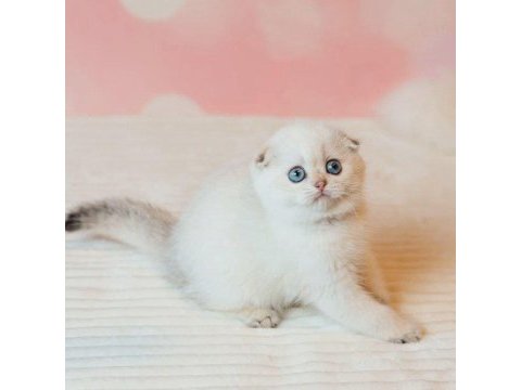 Yılbaşı hediyeniz silver scottish fold 