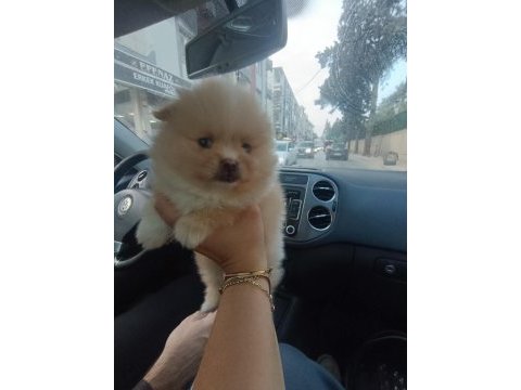 Pomeranian yavrular