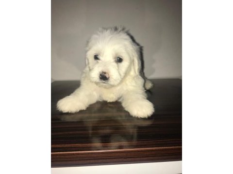 Maltese terrier 4 erkek bebiş