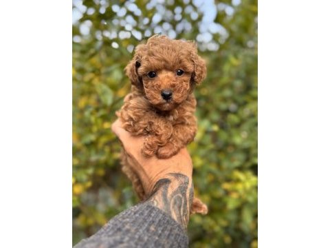 Birbirinden güzel toy poodle yavrularımız