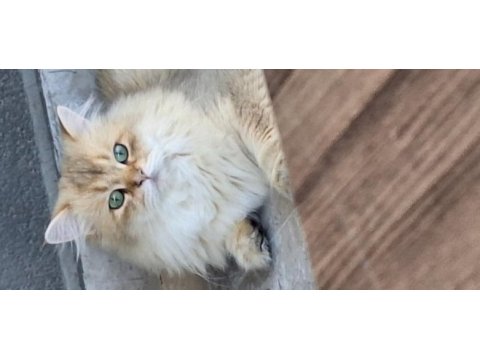 Şecereli golden longhair british 1 yaşında erkek