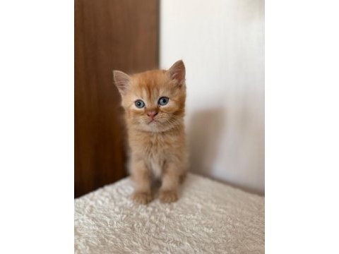 British longhair 2 aylık yavru kedimiz