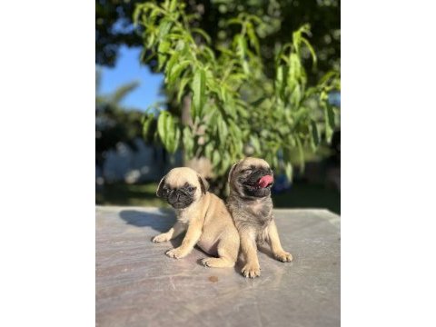 Kalite isteyen pug