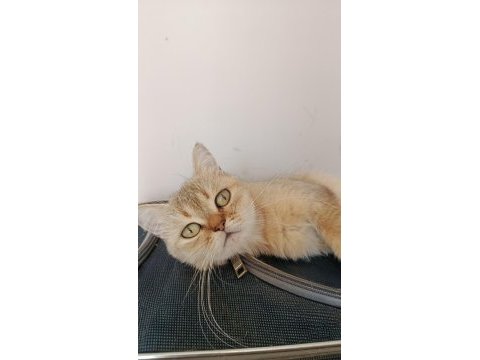 Turuncu british longhair ücretsiz