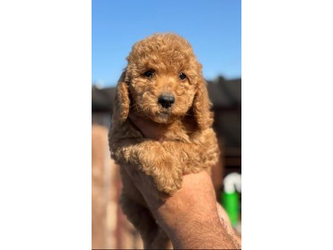 Standart poodle çok şeker yavrularım 