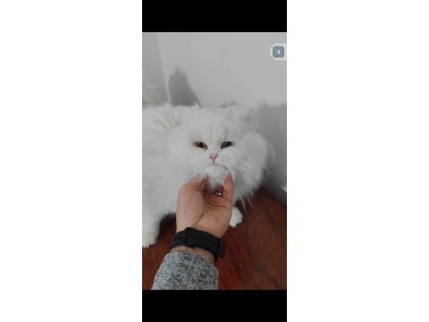 British longhair kedisi